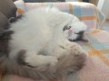 Fritz (5)